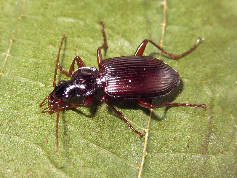 Carabidae: Limodromus assimilis